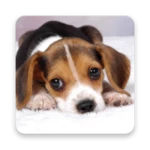 Logo of Dog Live Wallpapers android Application 